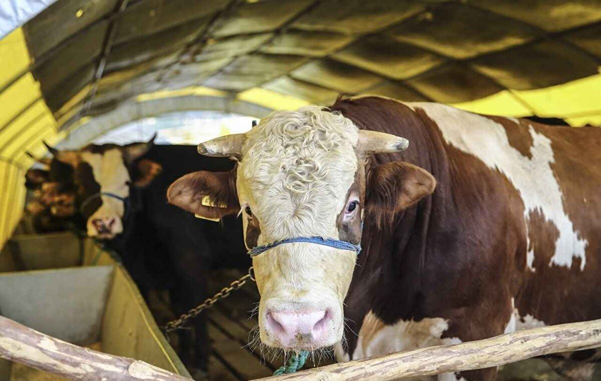 Kurban Bayramı Öncesi Canlı Hayvan Nakillerine Yeni Düzenleme